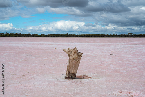 driftwood on a pink salt lake