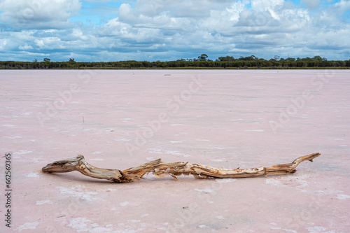 driftwood on a pink salt lake
