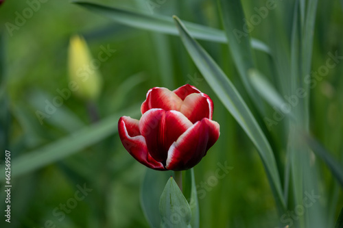 Red tulip in full bloom