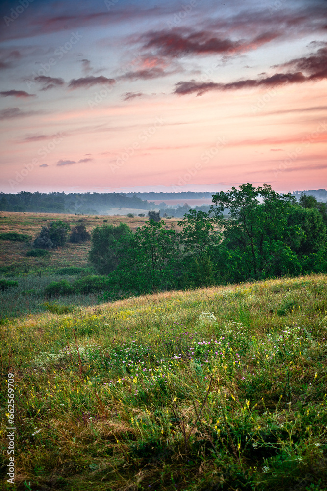 A Splendid Sunrise over a Serene Field of Wildflowers and a Lone Coniferous Tree. Fog over the forest . Green trees in forest . Summer landscape . Summer morning in the field 
