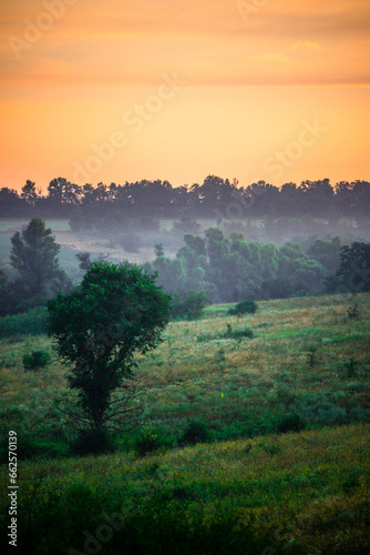 Fototapeta Naklejka Na Ścianę i Meble -  A Splendid Sunrise over a Serene Field of Wildflowers and a Lone Coniferous Tree. Fog over the forest . Green trees in forest . Summer landscape . Summer morning in the field 
