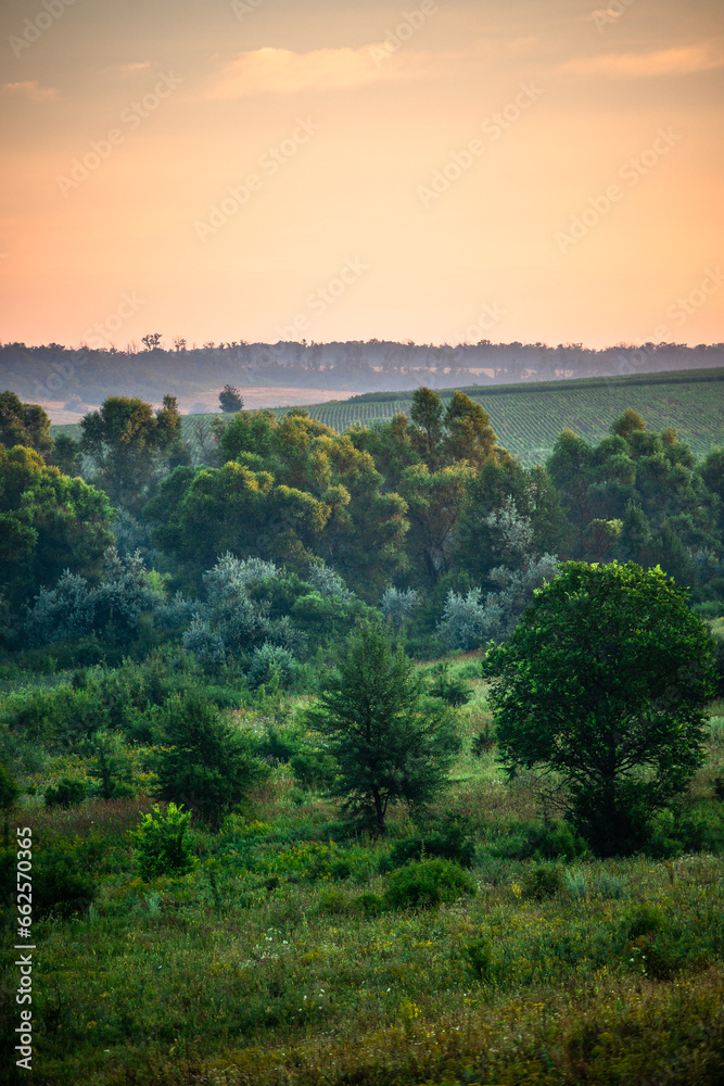 A Splendid Sunrise over a Serene Field of Wildflowers and a Lone Coniferous Tree. Fog over the forest . Green trees in forest . Summer landscape . Summer morning in the field 
