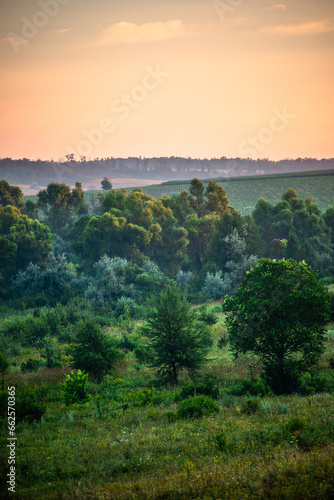 A Splendid Sunrise over a Serene Field of Wildflowers and a Lone Coniferous Tree. Fog over the forest . Green trees in forest . Summer landscape . Summer morning in the field  