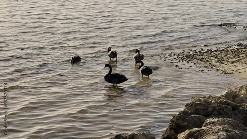 Five black swans grooming and feeding by riverbank. Shoreline consists of rocks and sand