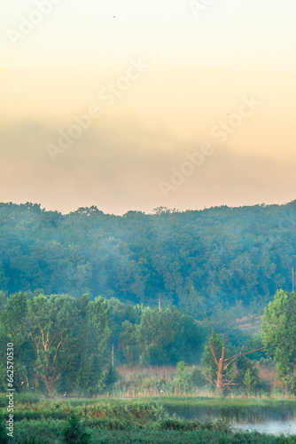 A Splendid Sunrise over a Serene Field of Wildflowers and a Lone Coniferous Tree. Fog over the forest . Green trees in forest . Summer landscape . Summer morning in the field 