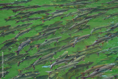 close up on school of salmon fish in the river photo