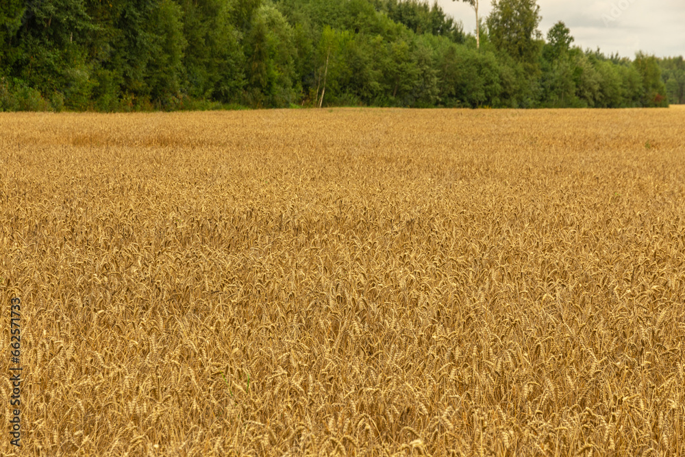Fototapeta premium Ears of wheat or rye in the field in autumn
