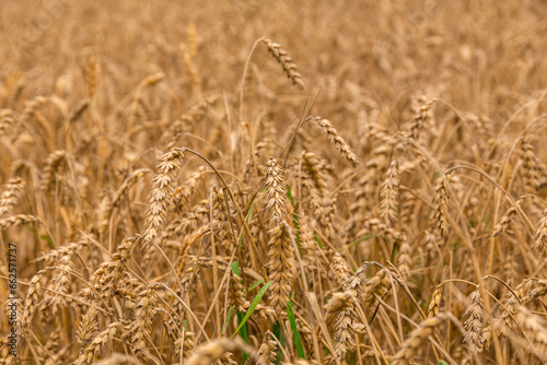 Ears of wheat or rye in the field in autumn © Photo by ERIKS ROZE