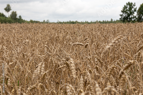 Ears of wheat or rye in the field in autumn