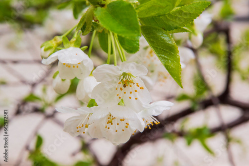 Canvastavla close-up: sweet cherry white blossoms corymbs