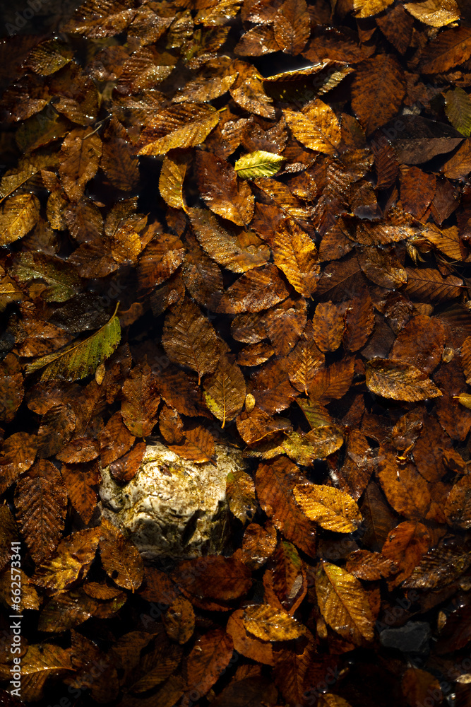 Autumn leaves in the Albanian Alps