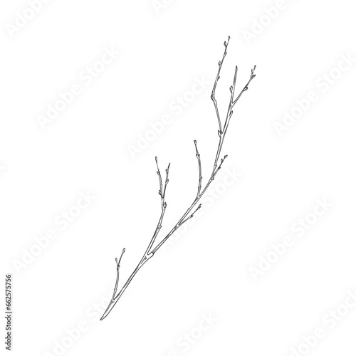 Bare tree branch in hand drawn sketch style, vector illustration isolated on white background.