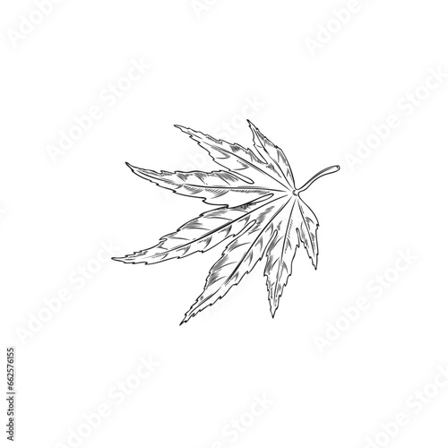 Maple leaf engraved hand drawn vector illustration, season japanese maple leafage isolated, black contour sketch foliage