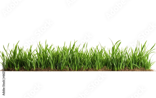 Beautiful Green Grass Collection on a Ground Isolated on Transparent Background PNG.