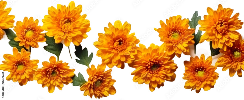 Set of bright orange chrysanthemums isolated on transparent bachground. flower pattern design. top view, flat lay Set of bright orange chrysanthemums isolated on transparent bachground. flower pattern design. top view, flat lay