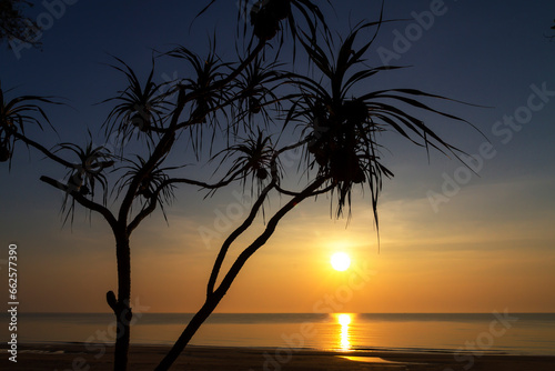 Sunrise and silhouette of tree at beach