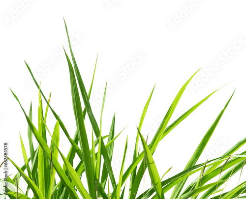 green grass isolated design element