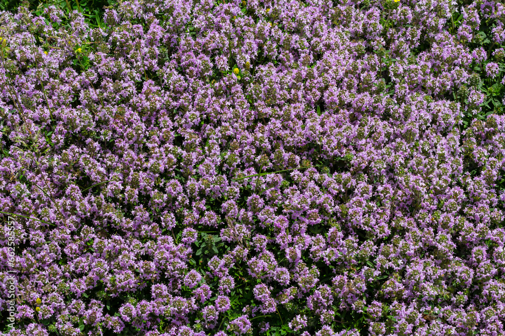 Blossoming fragrant Thymus serpyllum, Breckland wild thyme, creeping thyme, or elfin thyme close-up, macro photo. Beautiful food and medicinal plant in the field in the sunny day
