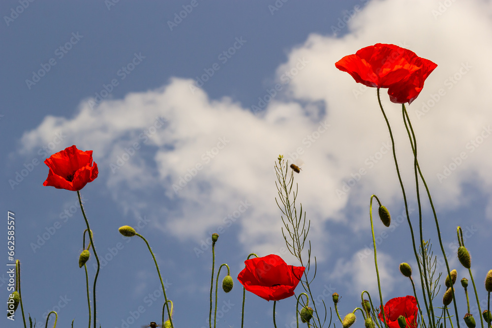 Obraz premium Papaver rhoeas or common poppy, red poppy is an annual herbaceous flowering plant in the poppy family, Papaveraceae, with red petals