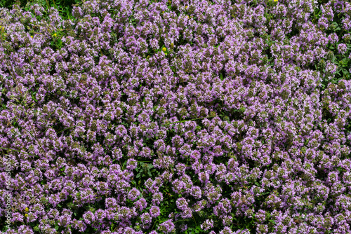 Blossoming fragrant Thymus serpyllum  Breckland wild thyme  creeping thyme  or elfin thyme close-up  macro photo. Beautiful food and medicinal plant in the field in the sunny day