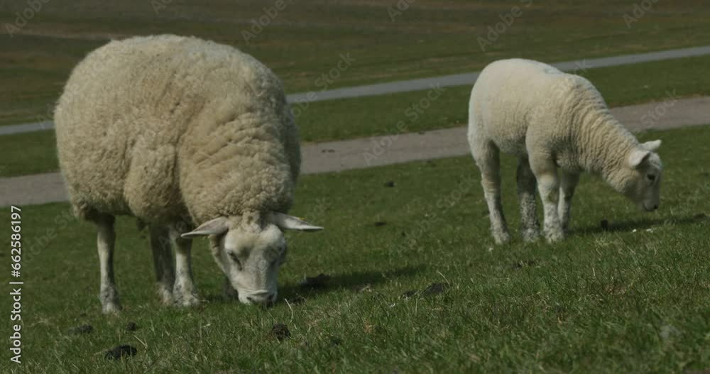 Ewe and lamb grazing on the dyke, Westerhever, North Sea coast, Schleswig-Holstein, Germany, Europe Ewe and lamb grazing on the dyke, Westerhever, North Sea coast, Schleswig-Holstein, Germany, Europe