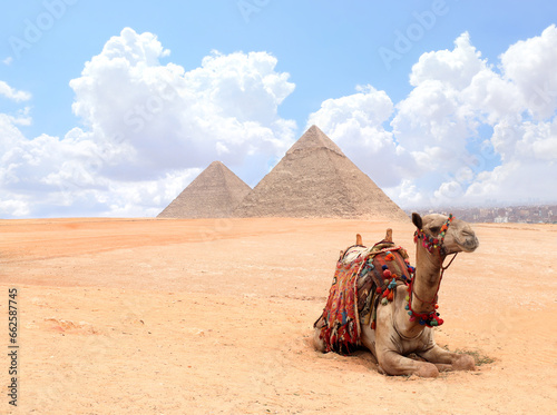 Camel lying on the sand near to pyramids  Giza  Cairo  Egypt. Famous Great Pyramids of Chephren and Cheops  Egypt