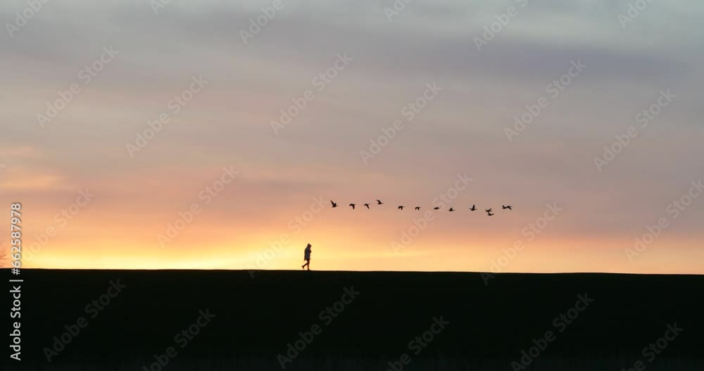 Stroller on dyke, flock of birds, sunset, Westerhever, North Sea coast, Schleswig-Holstein, Germany, Europe Stroller on dyke, flock of birds, sunset, Westerhever, North Sea coast, Schleswig-Holstein, Germany, Europe