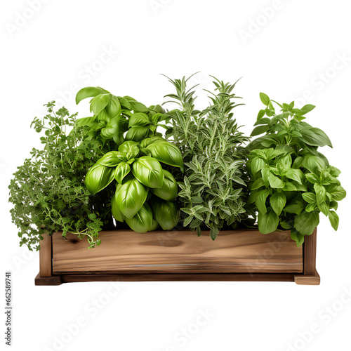 Fresh Herb Garden with Basil, Mint, and Thyme in Rectangular Pot Isolated on Transparent or White Background, PNG