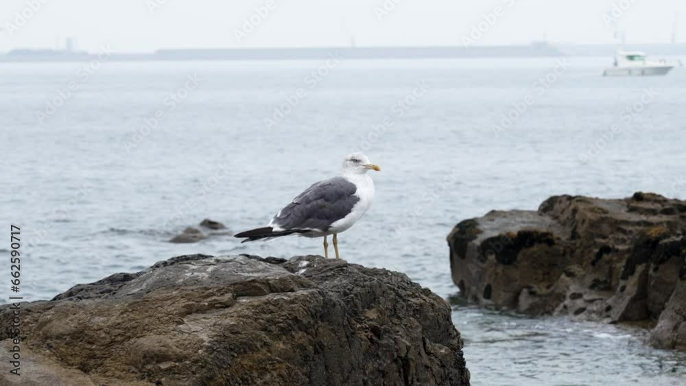 Seagull on a sea shore stone with a boat on the horizon. Wild ocean seabird close up Seagull on a sea shore stone with a boat on the horizon. Wild ocean seabird close up