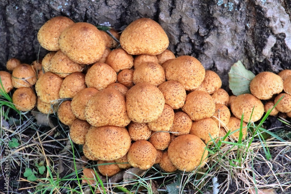 mushrooms in the forest mushrooms in the forest