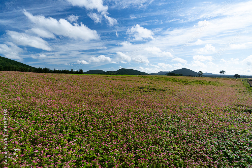 pink buckwheat flowers and blue sky