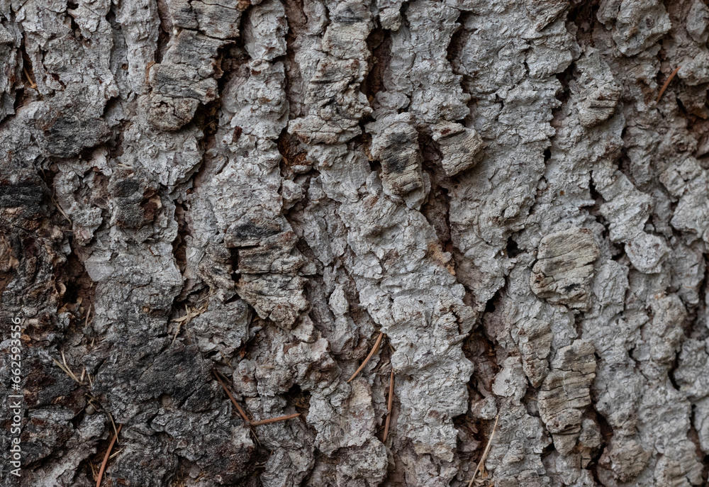 Bark of a tree. Textured or surface. Bark of a tree. Textured or surface.