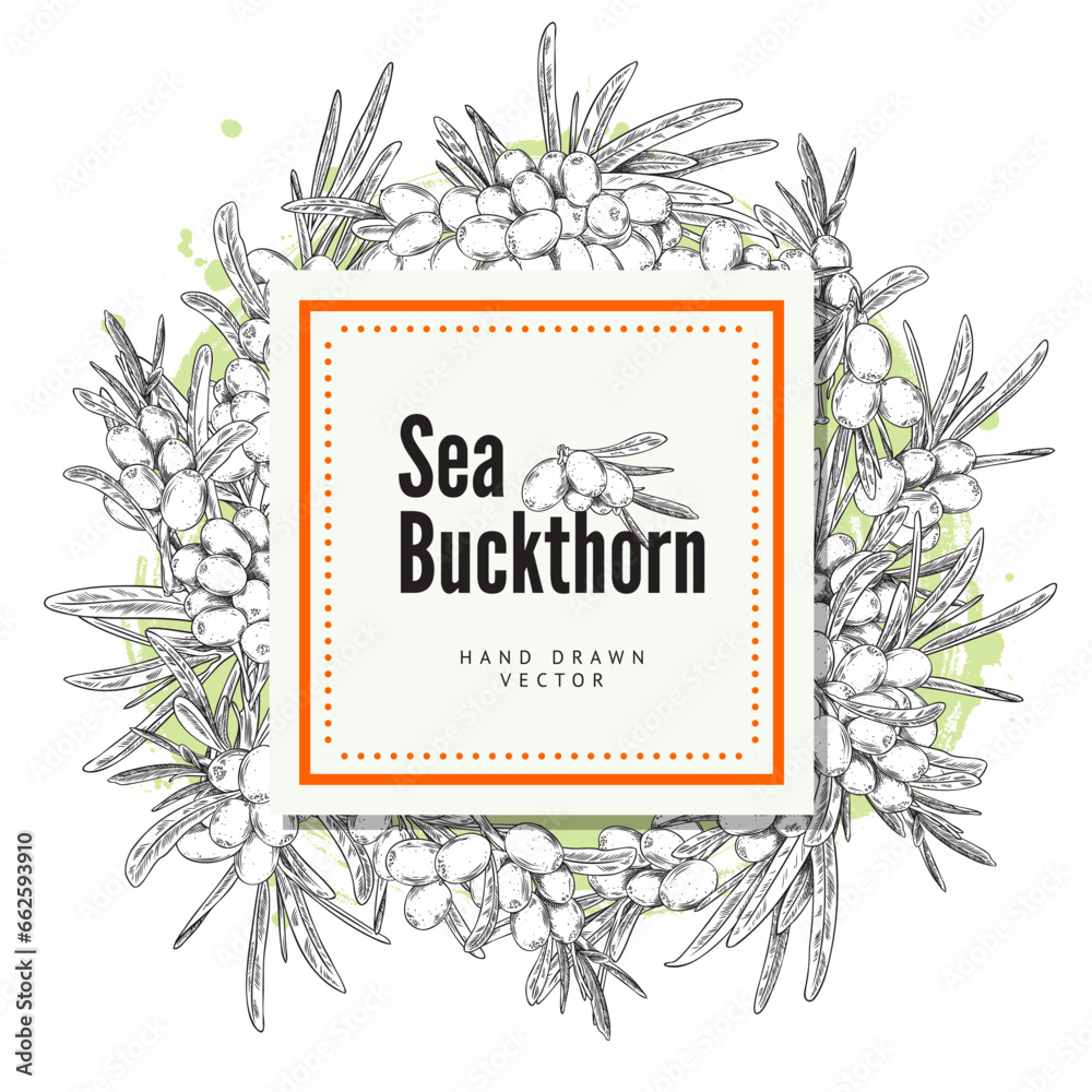 Engraved sea buckthorn square label, vector hand drawn branch with berries and leaves, summer fruit natural healthy herb