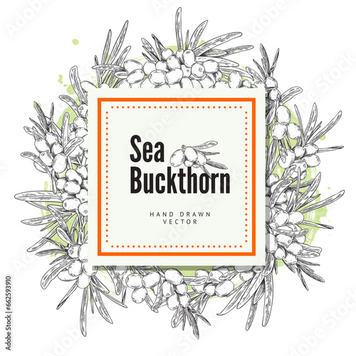 Engraved sea buckthorn square label, vector hand drawn branch with berries and leaves, summer fruit natural healthy herb