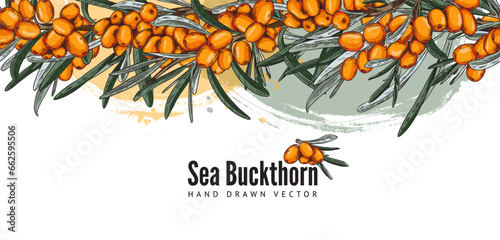 Sea buckthorn banner, vector template for design, sketch style illustrations.