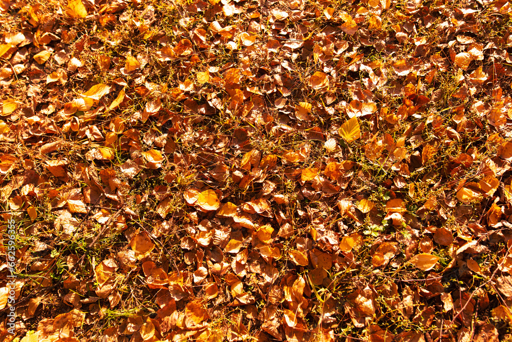 Fallen leaves from a tree on the ground as a background. Autumn