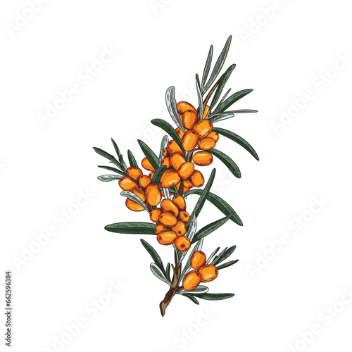 Hand drawn branch of sea buckthorn, colorful vector illustration. Isolated in white.