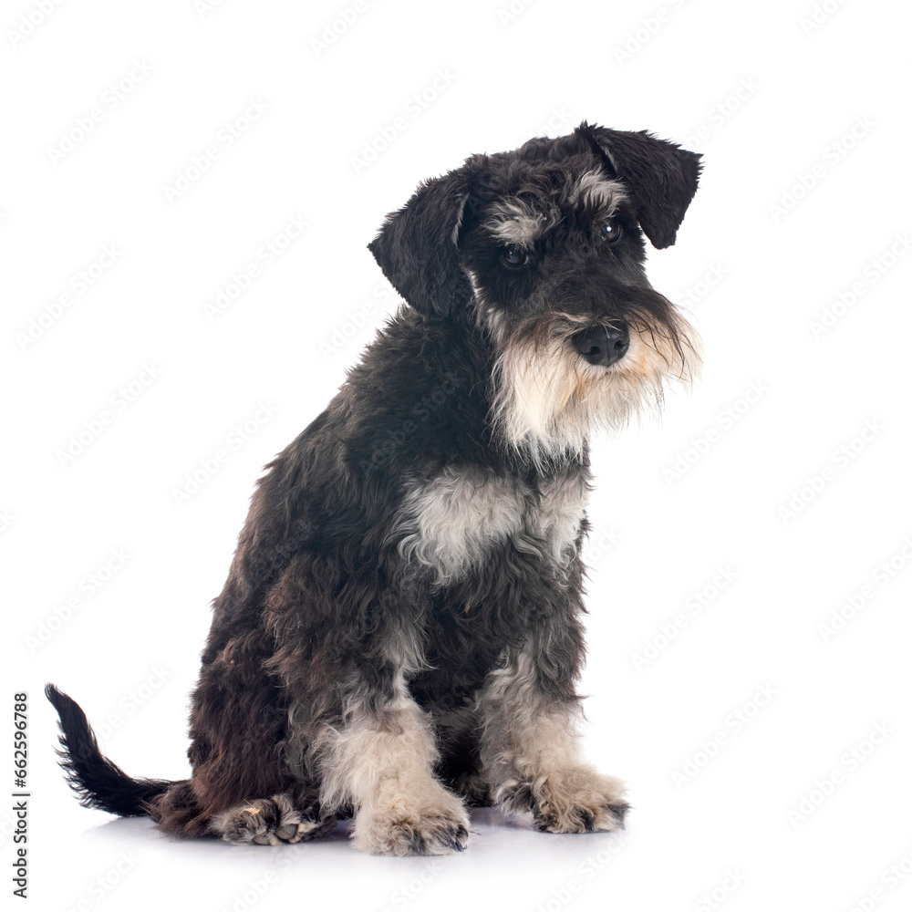 miniature schnauzer in studio