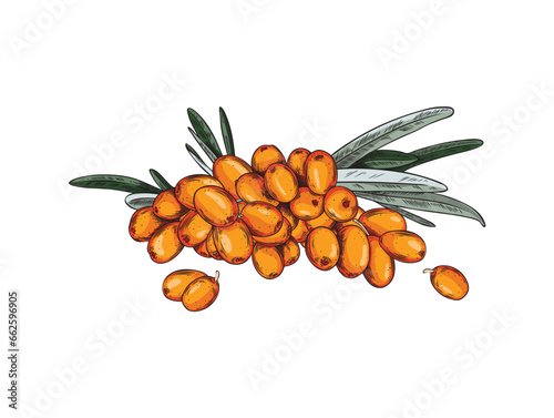 Seabuckthorn, hand-drawn vector illustration. Isolated on white background.