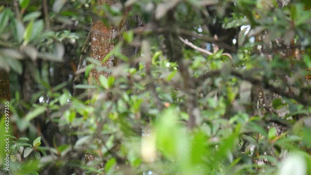 Alpha male proboscis monkey climbing down on the tree. Alpha male proboscis monkey climbing down on the tree.