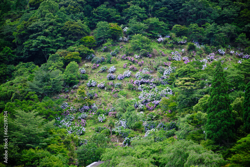 満開の紫陽花に包まれる東雲の里
