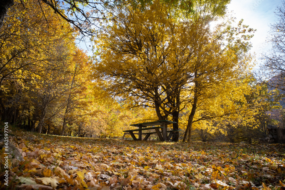 Fototapeta premium Wood of S. Antonio (Pescocostanzo Abruzzo)