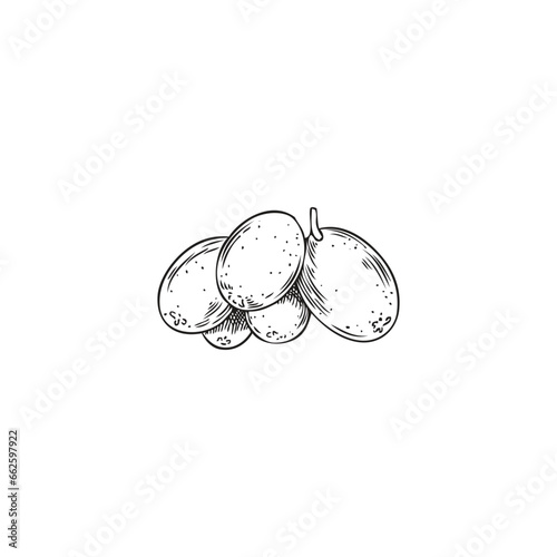 Buckthorn berries in sketch style, hand drawn vector illustration isolated on white.