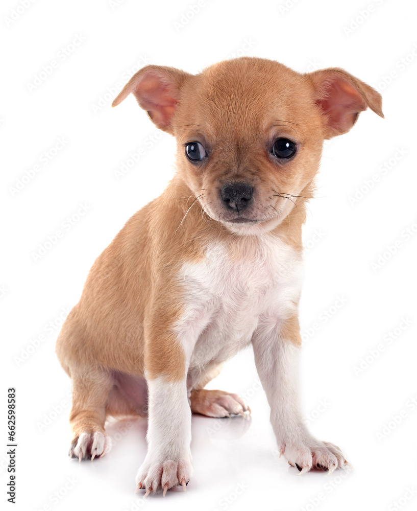 puppy chihuahua in studio