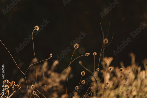 A field in golden hour