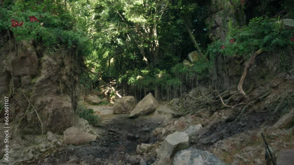 A stream running through a lush green forest A stream running through a lush green forest