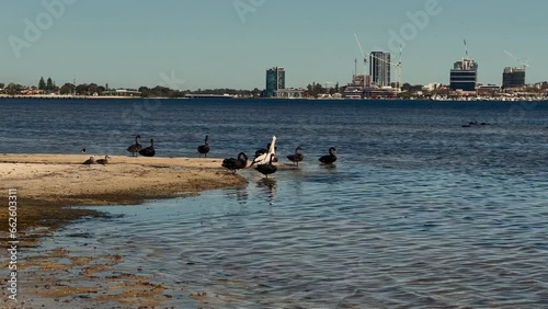 Group of black swans by shore of Swan River and a pelican that takes off then lands near another group of swans further offshore.  Leafy suburb with construction in background 