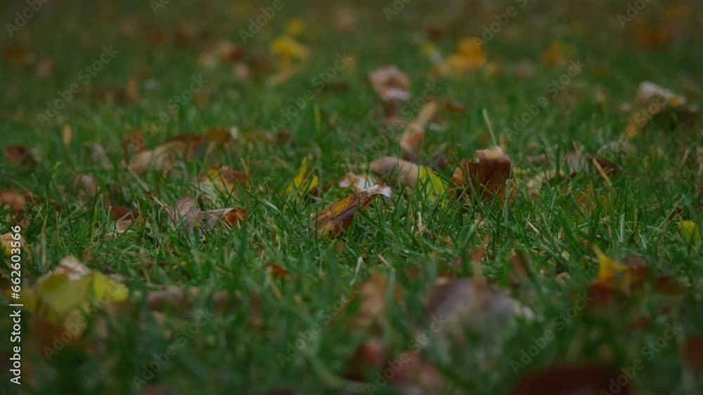 Autumn grass in the rain drops in raining day, Slow motion Autumn grass in the rain drops in raining day, Slow motion