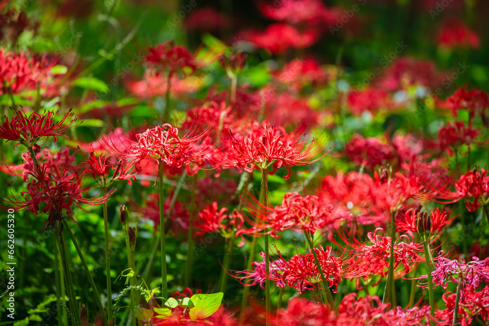 赤い曼珠沙華の花