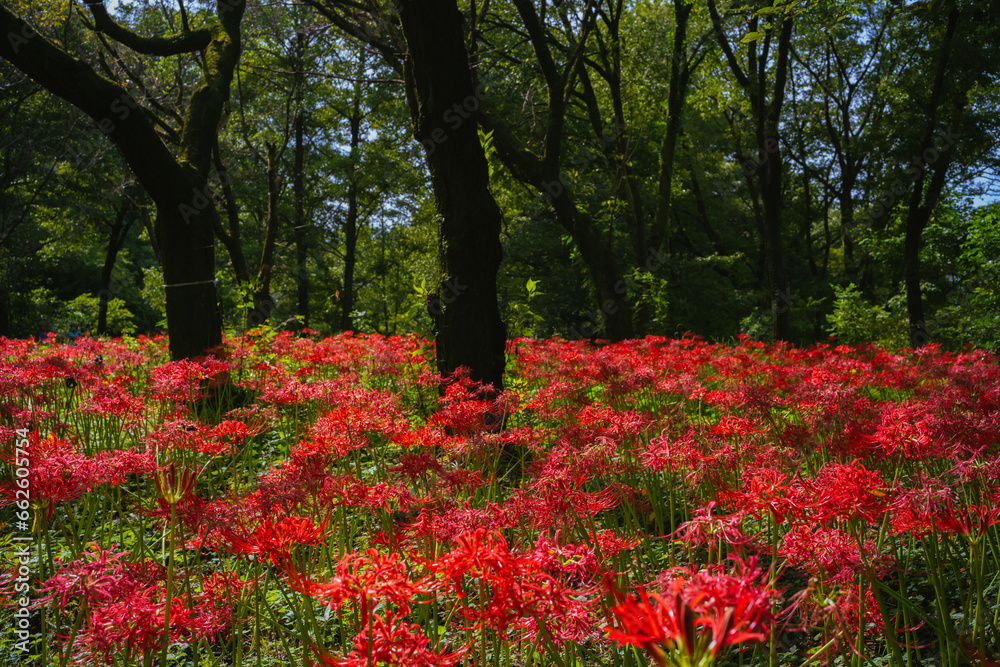 赤い曼珠沙華の花